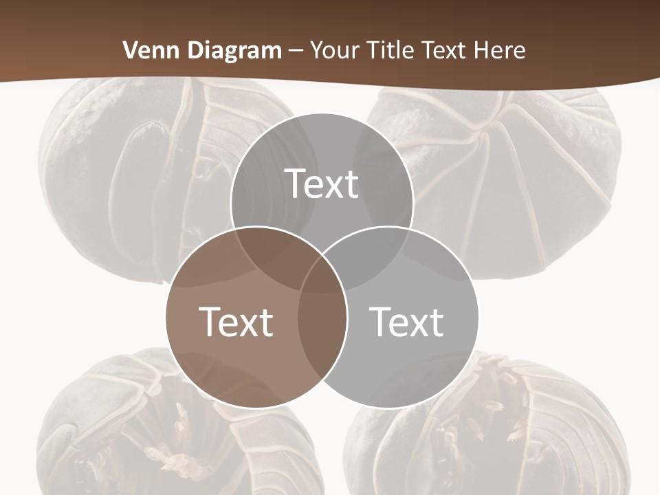 Face Armor Rolypoly PowerPoint Template