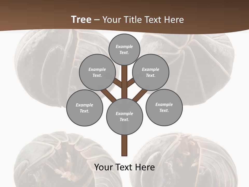 Face Armor Rolypoly PowerPoint Template