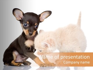 Chihuahua Cat Russian PowerPoint Template