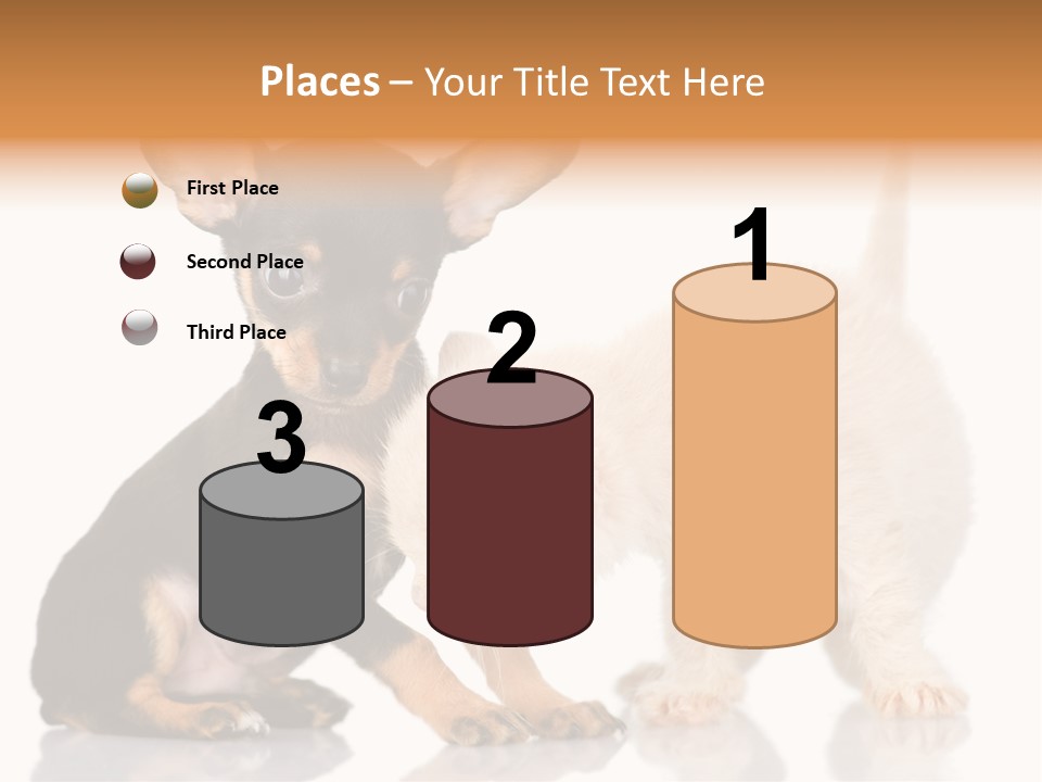 Chihuahua Cat Russian PowerPoint Template