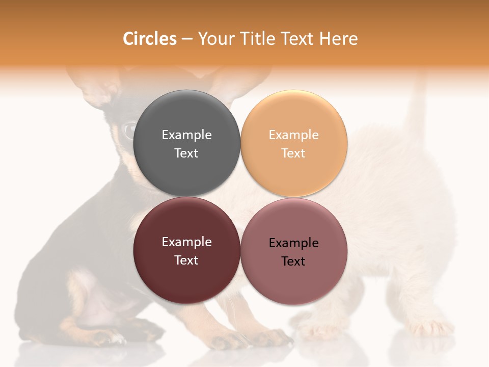 Chihuahua Cat Russian PowerPoint Template