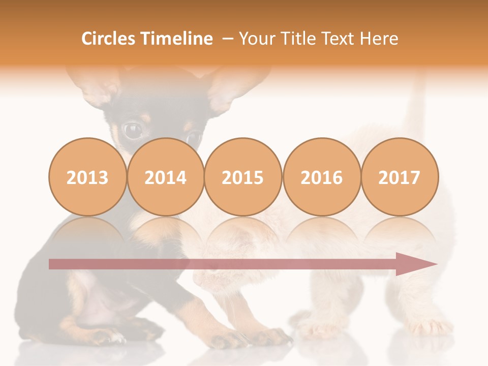 Chihuahua Cat Russian PowerPoint Template