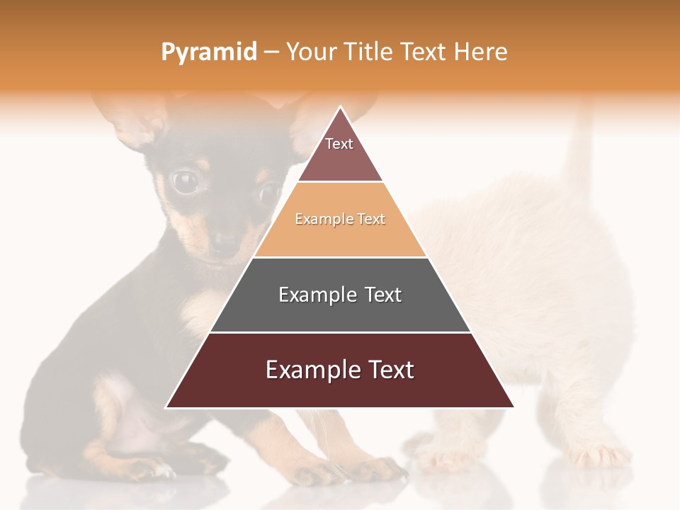 Chihuahua Cat Russian PowerPoint Template