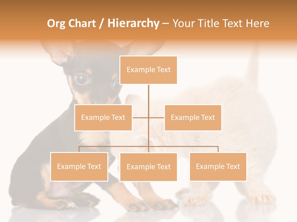 Chihuahua Cat Russian PowerPoint Template