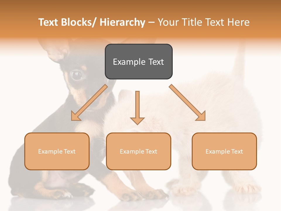 Chihuahua Cat Russian PowerPoint Template