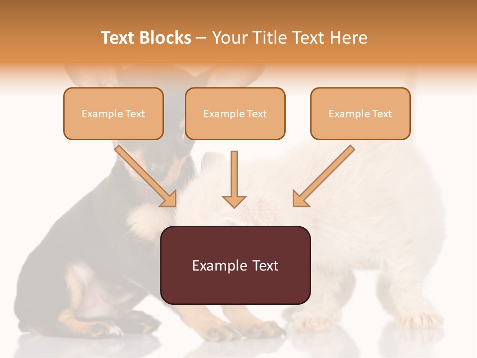 Chihuahua Cat Russian PowerPoint Template