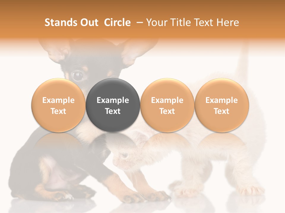 Chihuahua Cat Russian PowerPoint Template
