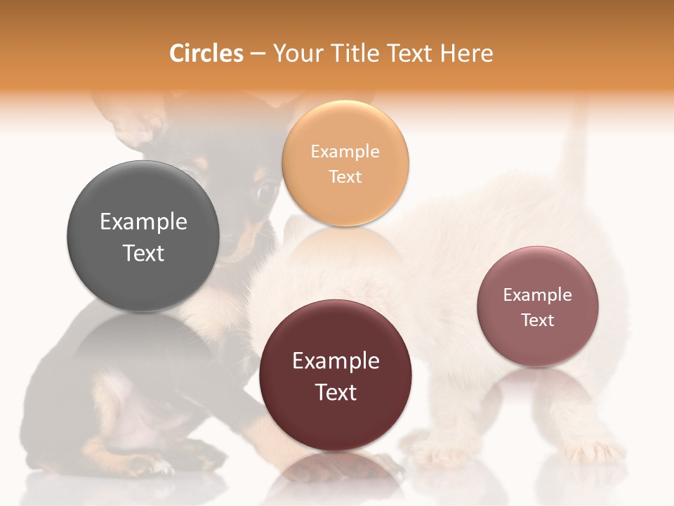 Chihuahua Cat Russian PowerPoint Template