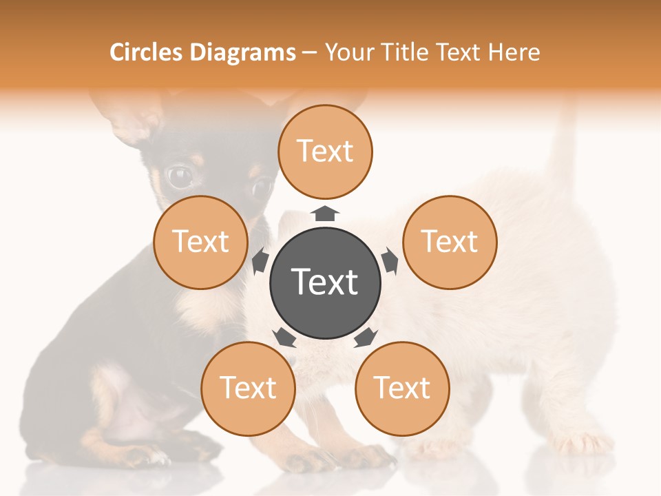 Chihuahua Cat Russian PowerPoint Template