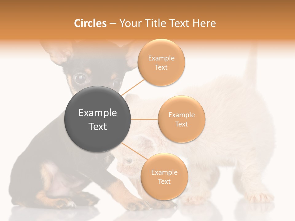 Chihuahua Cat Russian PowerPoint Template