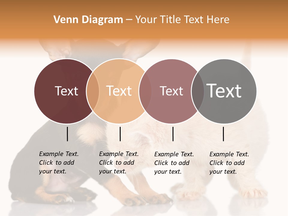 Chihuahua Cat Russian PowerPoint Template