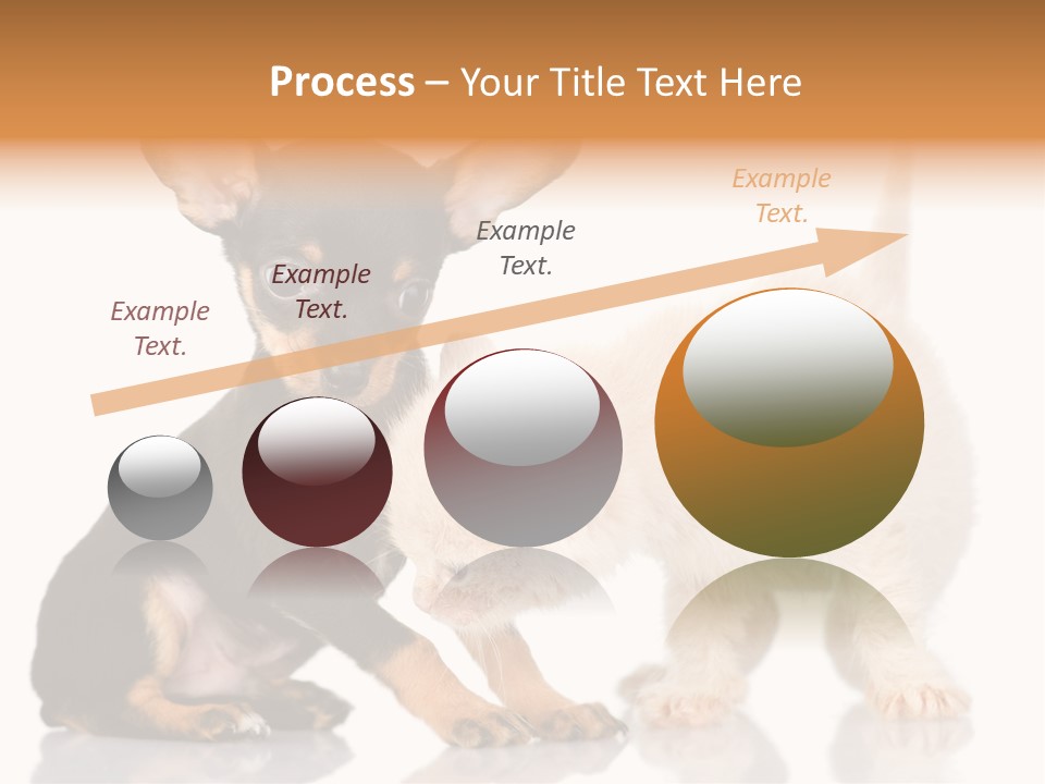 Chihuahua Cat Russian PowerPoint Template