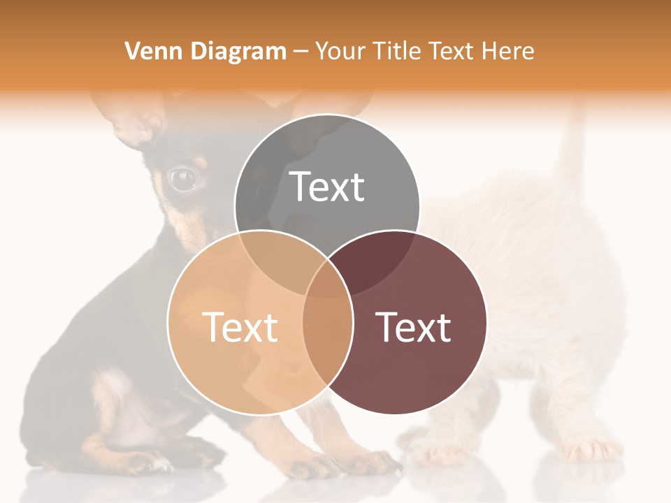 Chihuahua Cat Russian PowerPoint Template