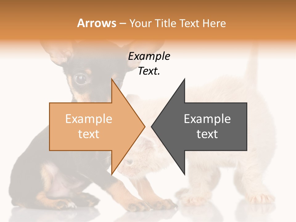 Chihuahua Cat Russian PowerPoint Template