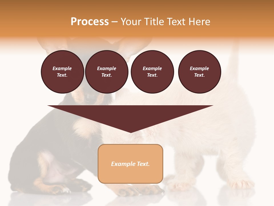 Chihuahua Cat Russian PowerPoint Template