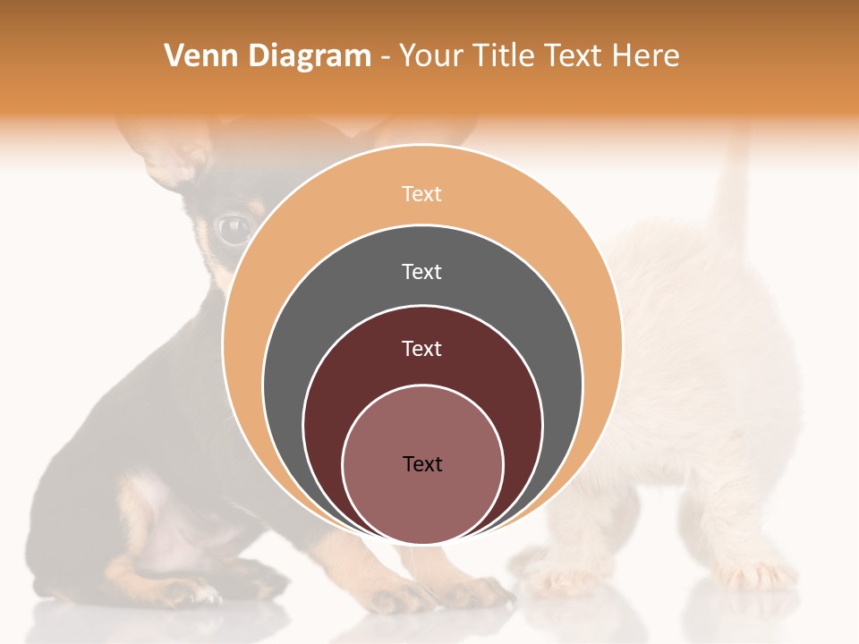 Chihuahua Cat Russian PowerPoint Template