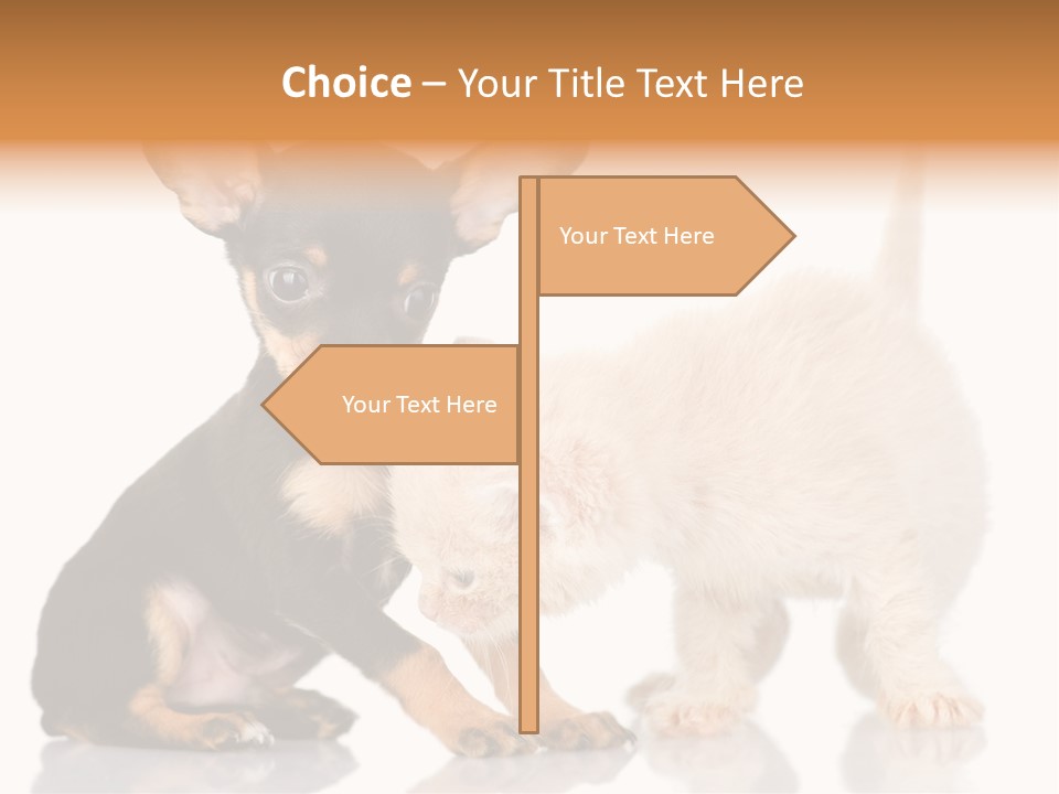 Chihuahua Cat Russian PowerPoint Template