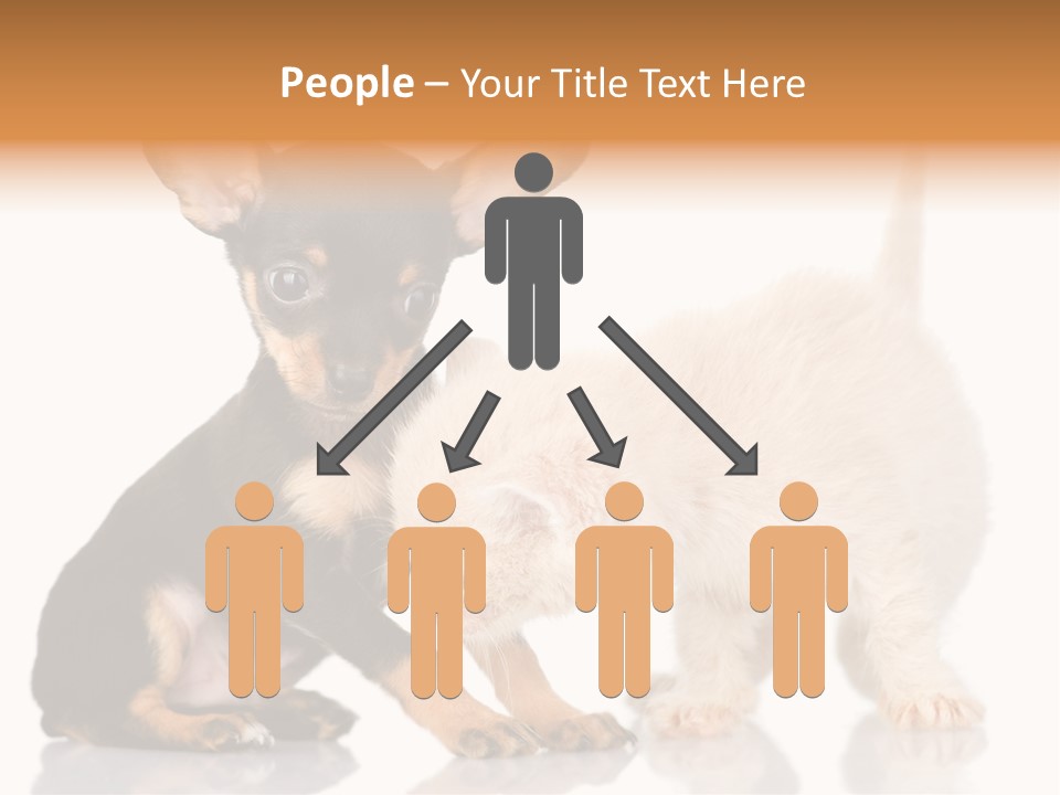Chihuahua Cat Russian PowerPoint Template