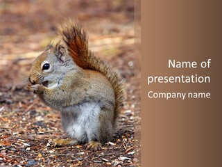 Wildlife Wood One PowerPoint Template