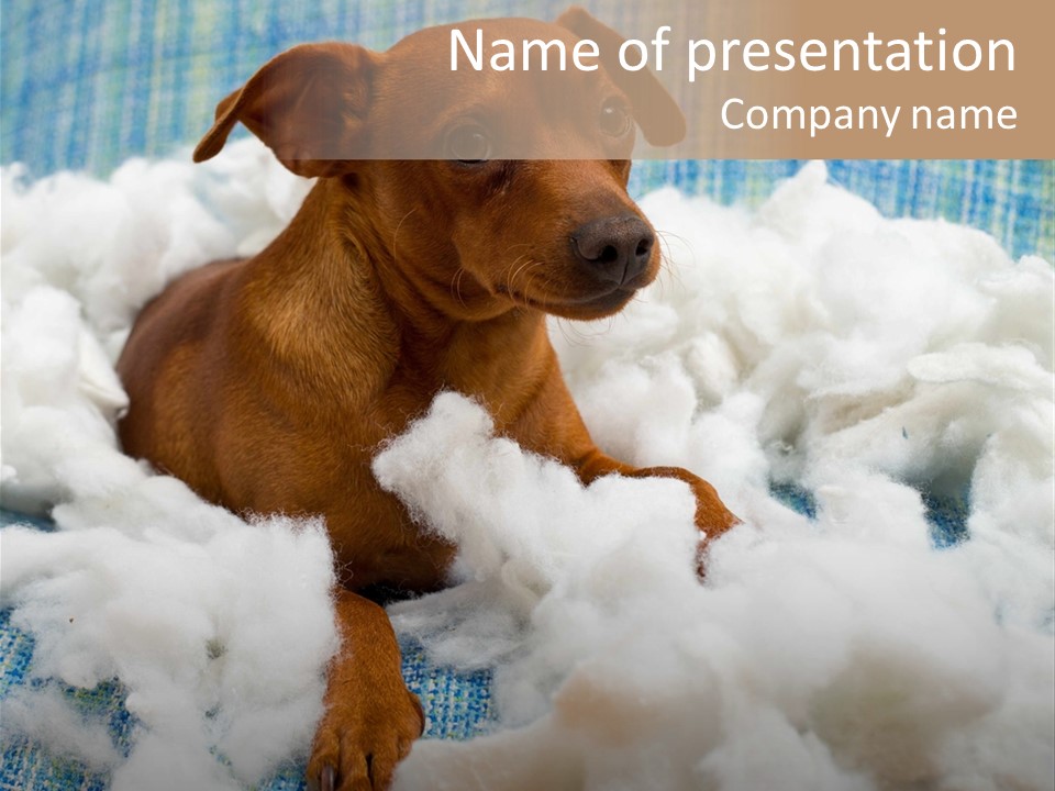 A Brown Dog Sitting On Top Of A Pile Of Cotton PowerPoint Template