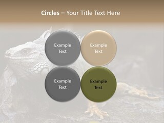 Amazing Profile Tree PowerPoint Template