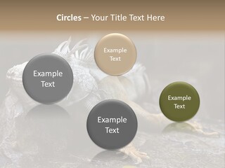 Amazing Profile Tree PowerPoint Template