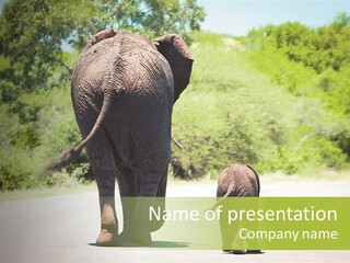 Baby Parent South Africa PowerPoint Template