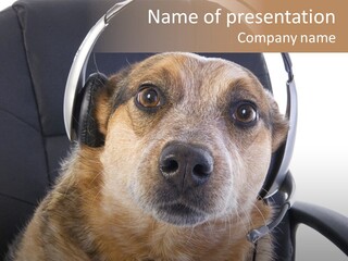 Puppy Domestic Background PowerPoint Template