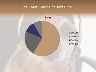 Puppy Domestic Background PowerPoint Template