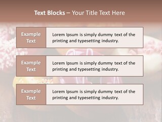 Chocolate Cake Assorted PowerPoint Template