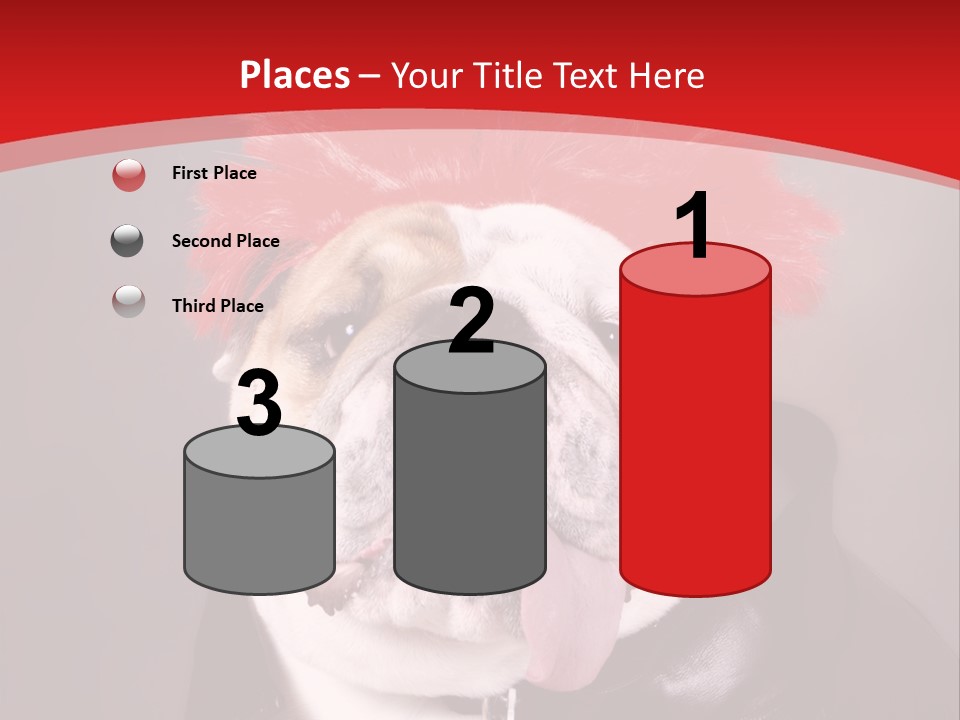 Silly Staring Bull PowerPoint Template