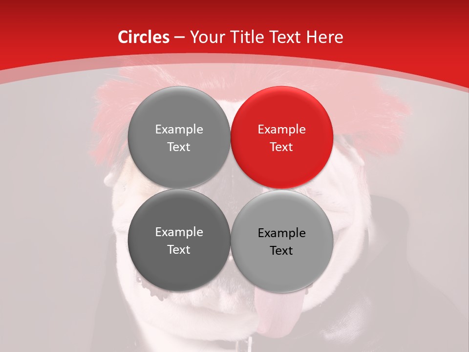 Silly Staring Bull PowerPoint Template