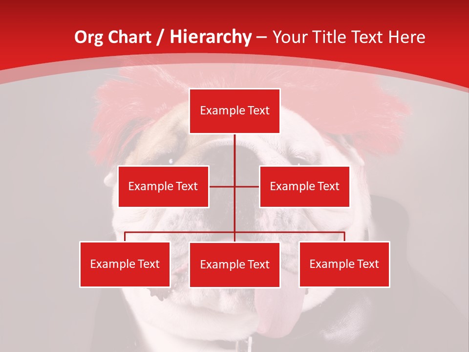 Silly Staring Bull PowerPoint Template