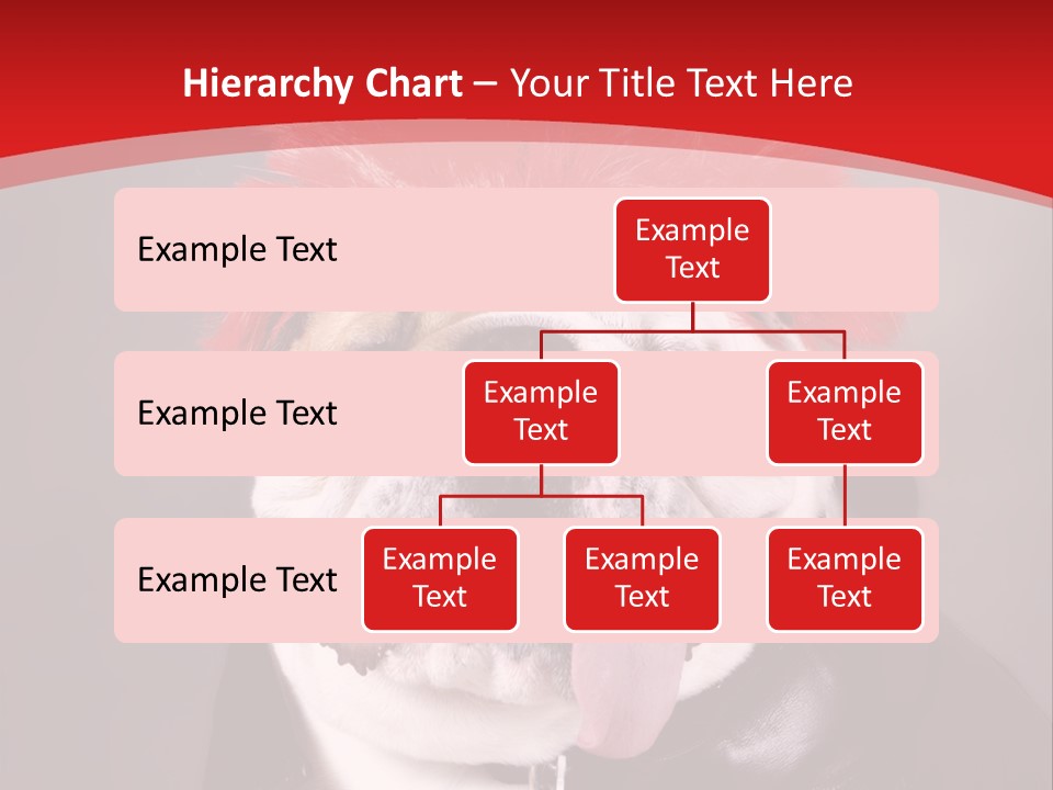 Silly Staring Bull PowerPoint Template
