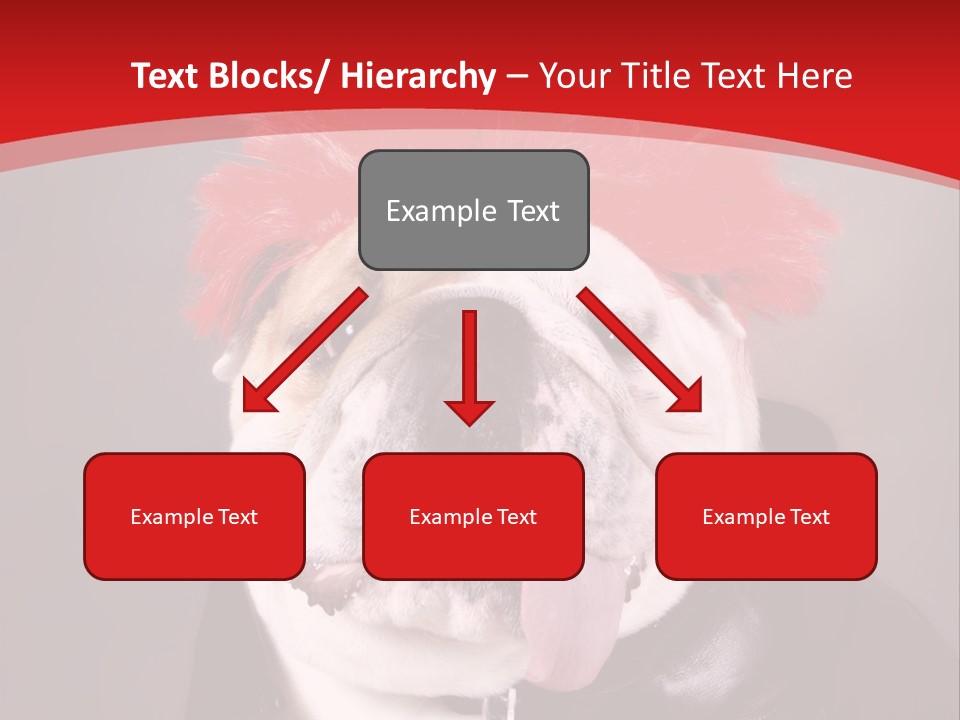 Silly Staring Bull PowerPoint Template