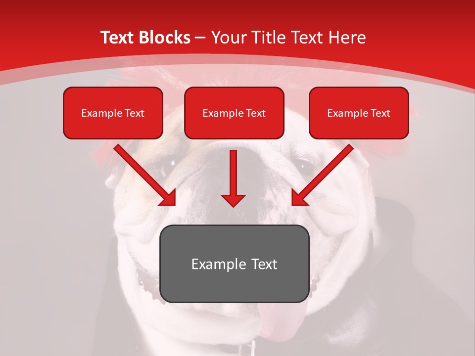 Silly Staring Bull PowerPoint Template