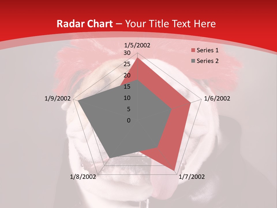 Silly Staring Bull PowerPoint Template