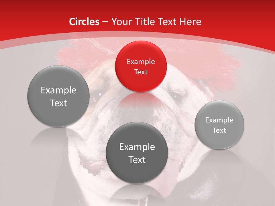 Silly Staring Bull PowerPoint Template