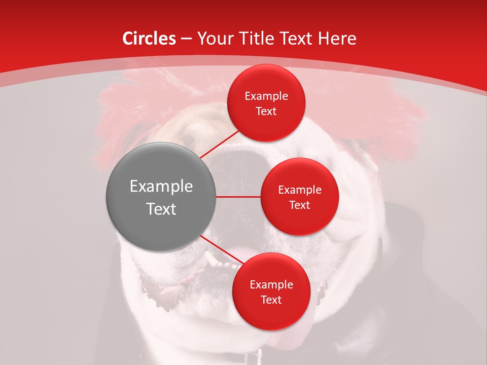 Silly Staring Bull PowerPoint Template
