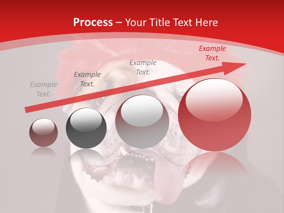 Silly Staring Bull PowerPoint Template