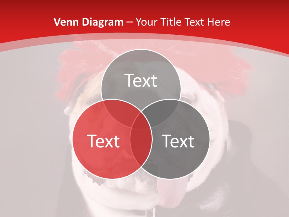 Silly Staring Bull PowerPoint Template