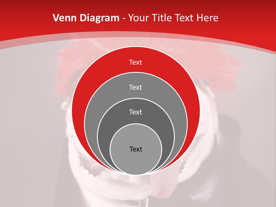 Silly Staring Bull PowerPoint Template