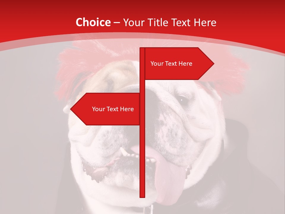 Silly Staring Bull PowerPoint Template