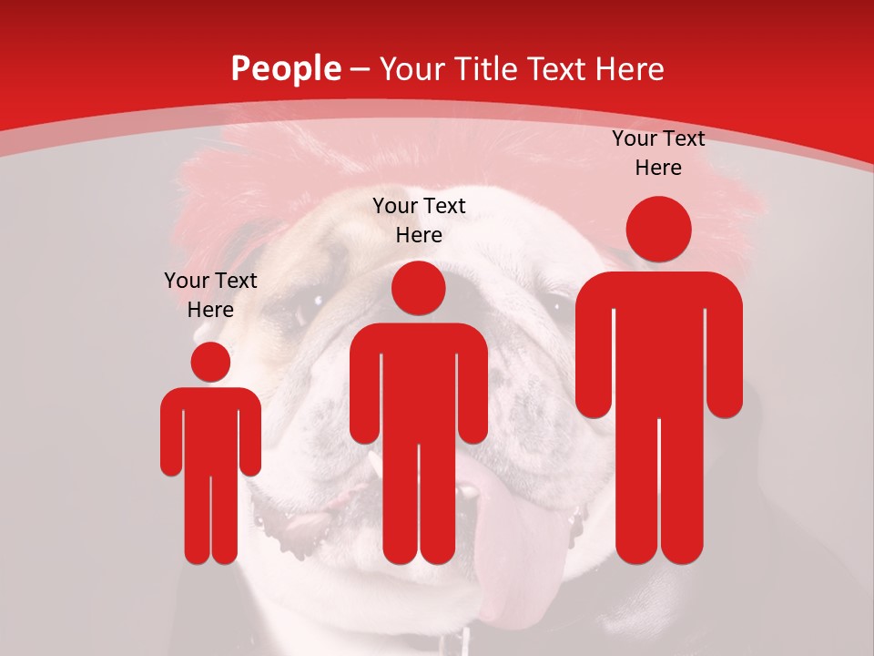 Silly Staring Bull PowerPoint Template