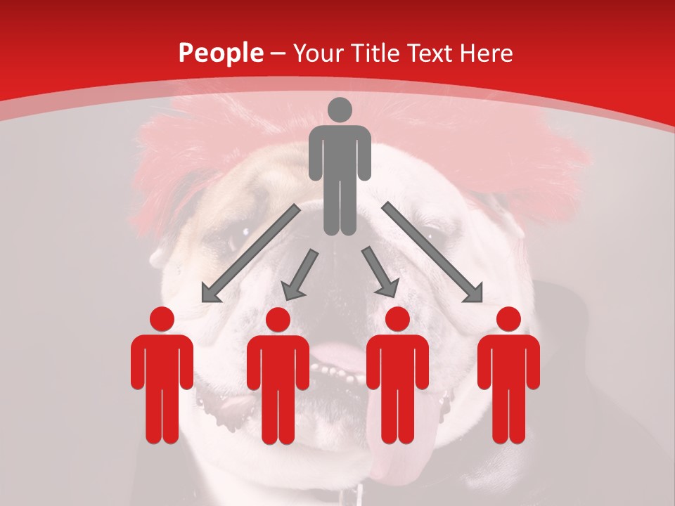 Silly Staring Bull PowerPoint Template