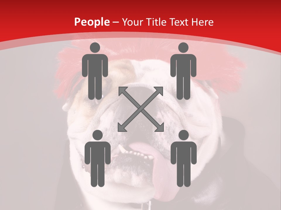 Silly Staring Bull PowerPoint Template