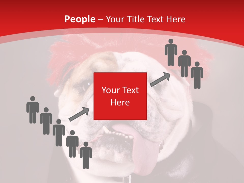 Silly Staring Bull PowerPoint Template