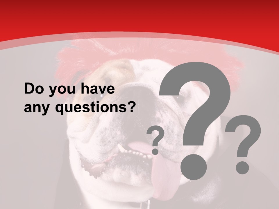 Silly Staring Bull PowerPoint Template