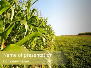 Field Sky Garden PowerPoint Template