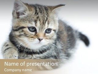 Playful Young Animal Fun PowerPoint Template